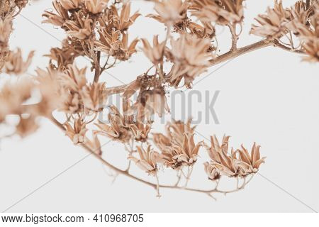 Dry Vintage Bell Shape Romantic Frowers Branch With Light Background Macro