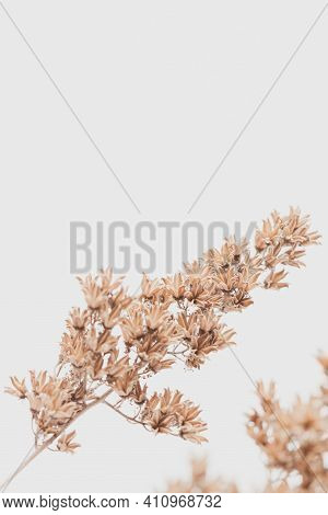 Dry Vintage Bell Shape Romantic Frowers Branch On Light Background With Place For Text Macro