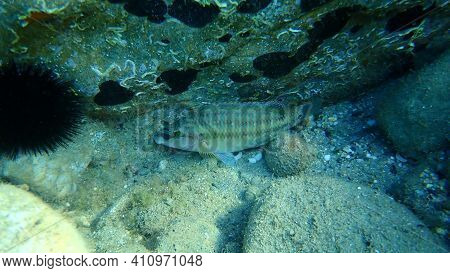 East Atlantic Peacock Wrasse (symphodus Tinca) Undersea, Aegean Sea, Greece, Halkidiki