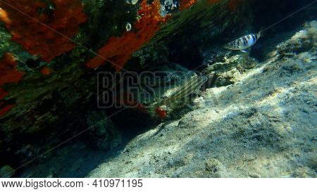 East Atlantic Peacock Wrasse (symphodus Tinca) Undersea, Aegean Sea, Greece, Halkidiki