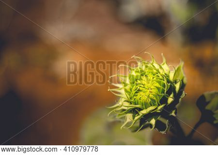 Soft Focus Of Vibrant Sunflower Bud Soft Light Bright In Morning