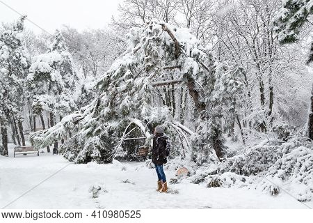 Young Woman Standing Near Falling Fir And Pine Trees After Sleet Load And Snow At Snow-covered Winte