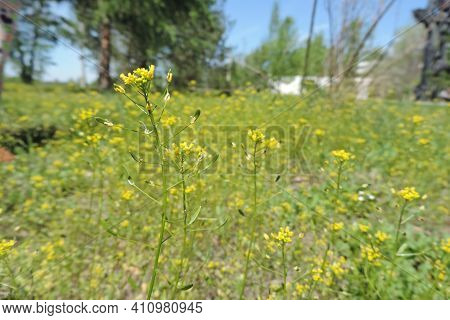 Picturesque Lawn With Yellow Wildflowers, Sunnny Day And Springtime