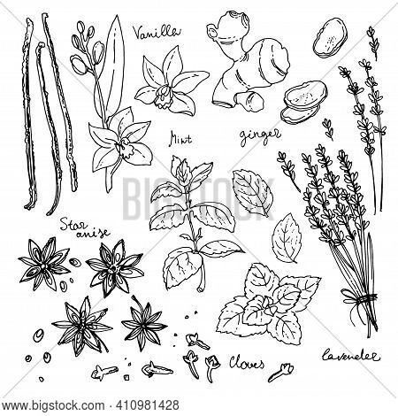 Color Herbs. . Herb Drawn Black Lines On A White Background. Vector Illustration. Vanilla, Mint, Gin