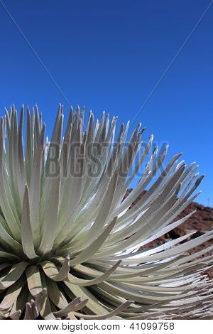 Silversword bitki Maui Hawaii
