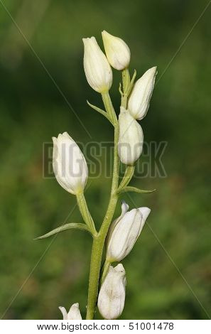 White Helleborine Orchid