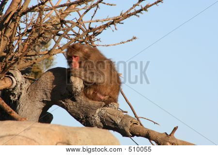 สกุลลิงกัง