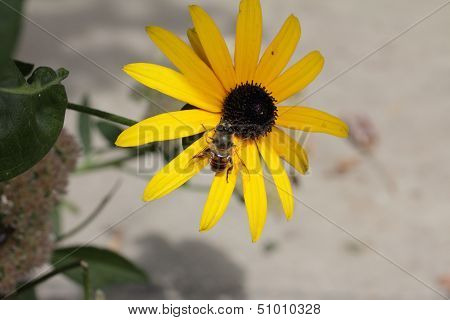 Bee on a flower