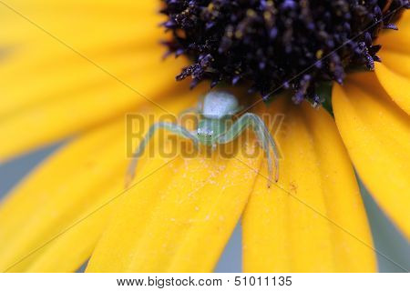 Insect on a flower