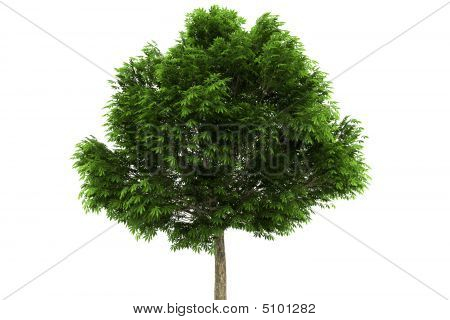Buckeye albero isolato su sfondo bianco