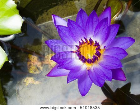 Lotus Flower