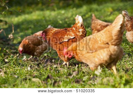 Flock Of Chickens