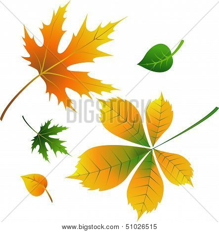 Autumn Leaves