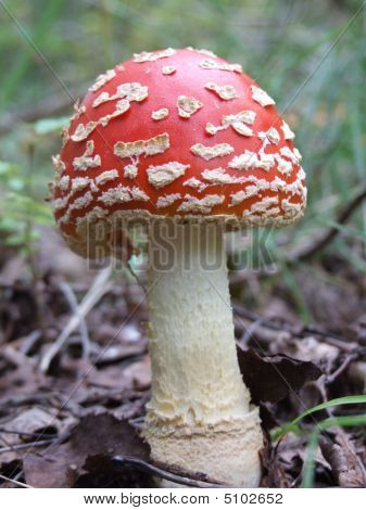 Flyagaric mantar