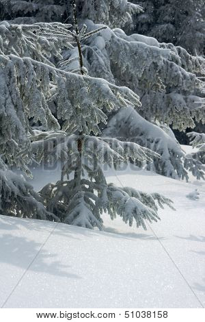Snow falling in a spruce forest