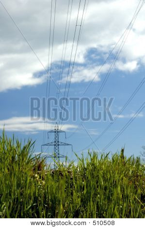 Piloni In erba