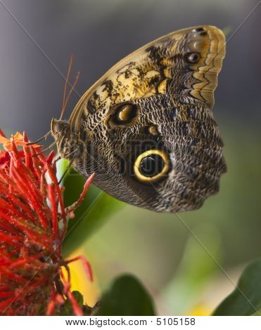 Sowa motyl