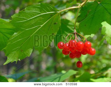 Viburnum Opulus