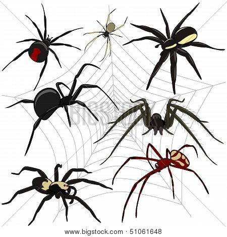 Spiders Set