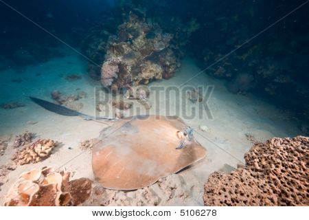 Oceaan, koraal en Feathertail Stingray