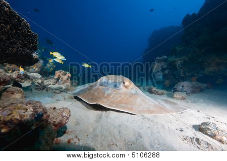 Oceaan, koraal en Feathertail Stingray