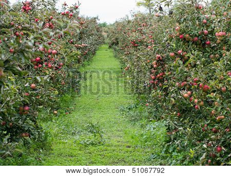Apple orchard