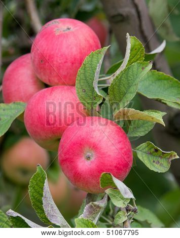Ripe apples on tree