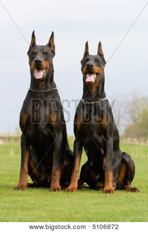 Dobermans สอง