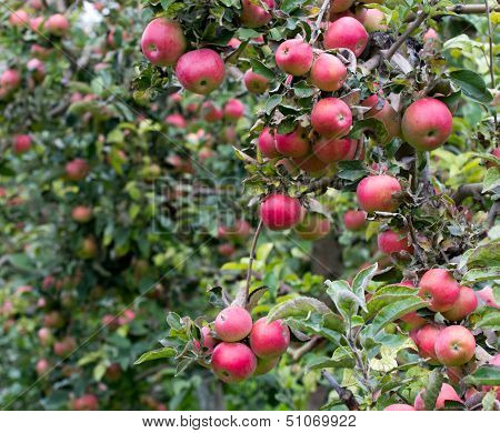Apple orchard