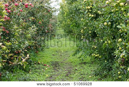 Apple orchard