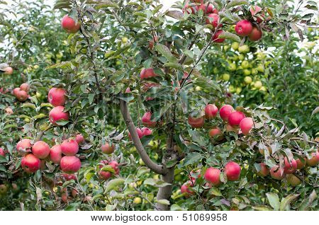 Apple orchard