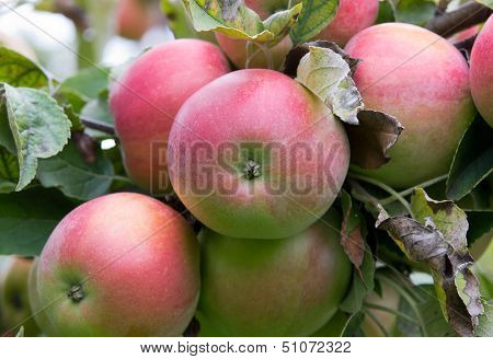 Ripe apples on tree