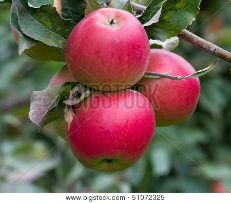 Ripe apples on tree
