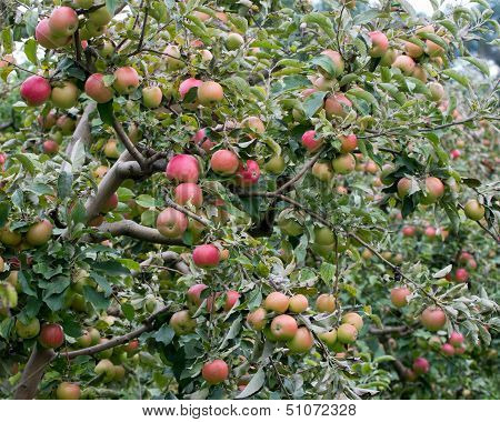 Apple orchard