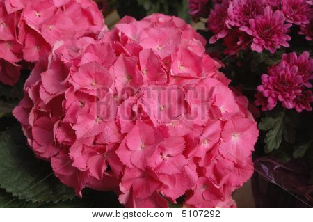 Macht Roze hortensia