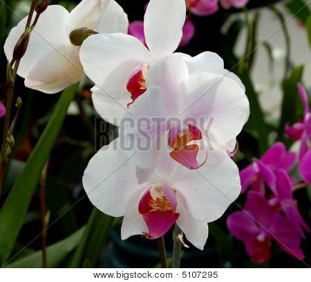Wit en paars Orchid