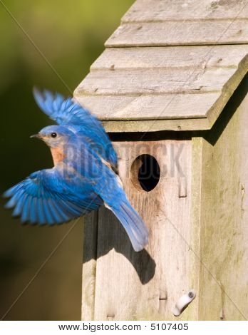 Bluebird forlader Birdhouse