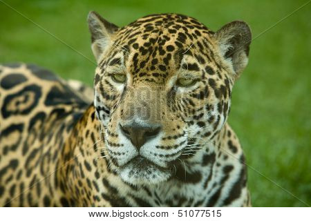 Panthera Onca