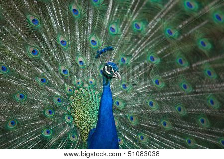 Male Indian Peafowl Head And Tail