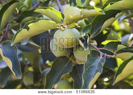 persimmon tree