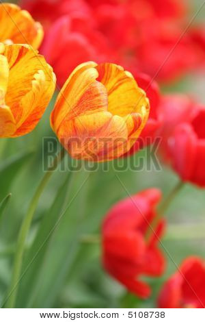 Tulipaner