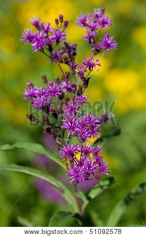 Ironweed