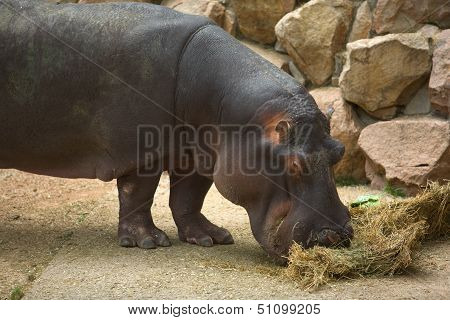 Hippo Grazes In The Zoo