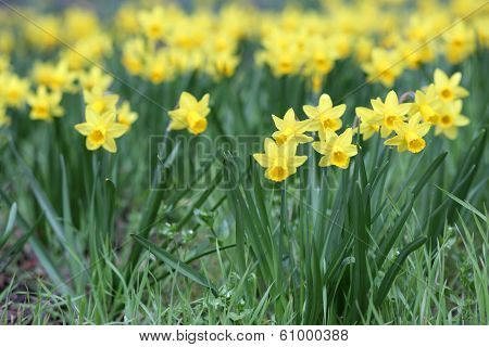 Jonquil, Narcissus Jonquilla