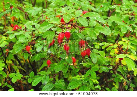 Bush Ripe Hips.