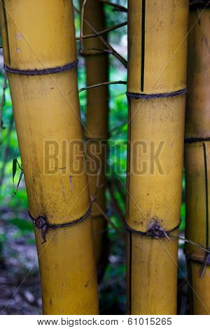 Bambu