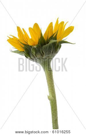 Side view of sunflower on white background