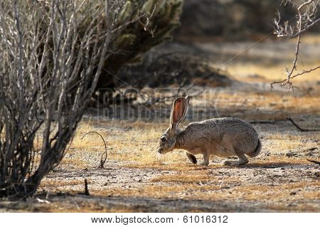 Black-tailed Jackrabbit Sniffing