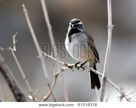 Black-throated Sparrow Backlit
