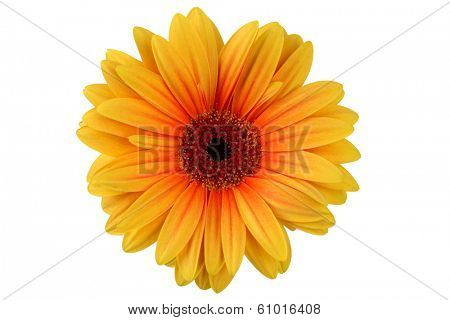 Yellow gerber daisy on white background